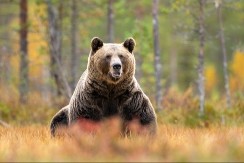 MEDVEDICA DUNJA IZAŠLA IZ JAZBINE: Evo šta to znači kada se desi na Sretenje - da li nam stiže proleće? 