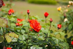 Obavezno ovaj prah pospite po ružama u februaru: Svi ga imamo u kući i bacamo ga, a niko ne zna da zbog njega cveće buja tokom prolaće i leta