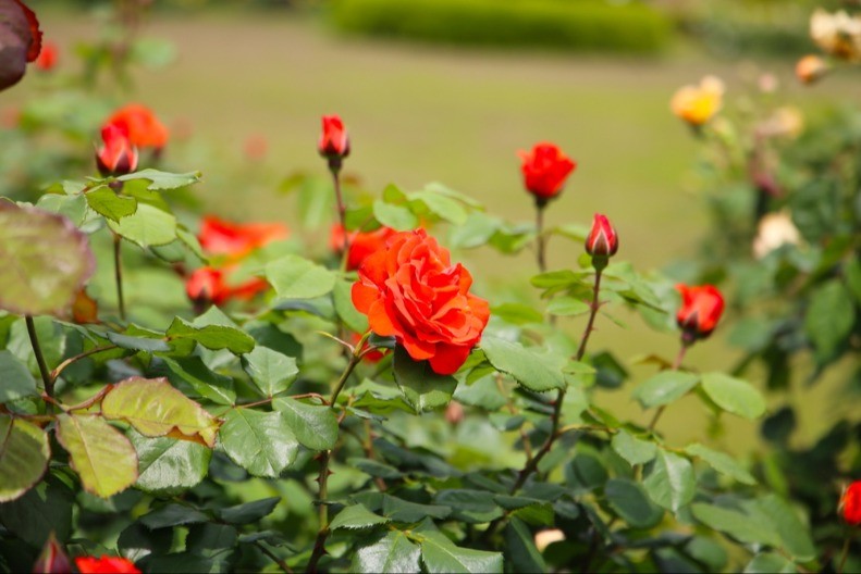 Obavezno ovaj prah pospite po ružama u februaru: Svi ga imamo u kući i bacamo ga, a niko ne zna da zbog njega cveće buja tokom prolaće i leta