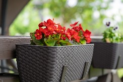 Najzahvalnije balkonsko cveće: 5 biljaka koje ne zahtevaju gotovo nikakvu negu!