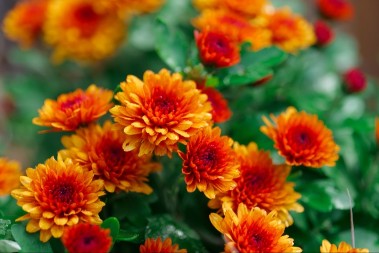 Kako u februaru pripremiti htizanteme da bi cvetale tokom cele godine: 6 ključnih koraka