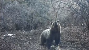 Medvedi se probudili iz zimskog sna, a jedan svratio na ručak - zimi je definitivno kraj