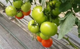 Da biste na leto imali pune kante zdravog paradajza, evo šta morate da uradite u februaru