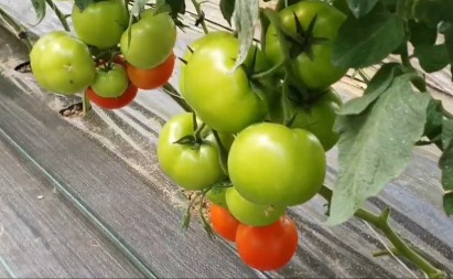 Da biste na leto imali pune kante zdravog paradajza, evo šta morate da uradite u februaru