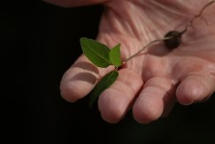 Zašto lovor treba da stavite ispod jastuka pre spavanja