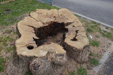 Ovako ćete bez muke da uklonite panj iz dvorišta: Proverena metoda koju koriste iskusni vrtlari