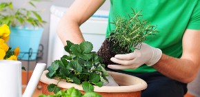 Stavljanjem ove biljke na prozor unosite zdravlje u kuću: Poboljšava rad mozga, donosi mir i smiruje glavobolju