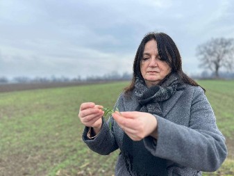 Važna informacija za ratare: Evo u kakvom je stanju pšenica u Moravičkom okrugu nakon temperaturnog rolerkostera 