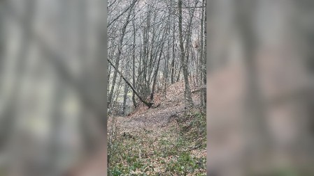 Lovci tokom potrage za divljom svinjom snimili igru srna u šumi