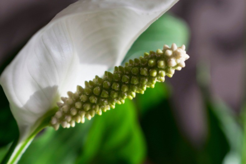 Donosi „žensku sreću“ i cveta 20 godina: Posadite ga samo jednom, bujaće decenijama