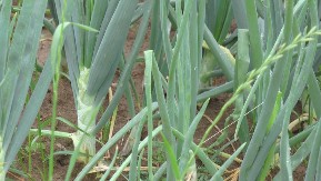 5 razloga zašto svaki dan treba jesti mladi luk