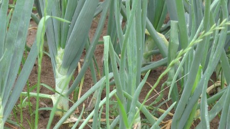 5 razloga zašto svaki dan treba jesti mladi luk