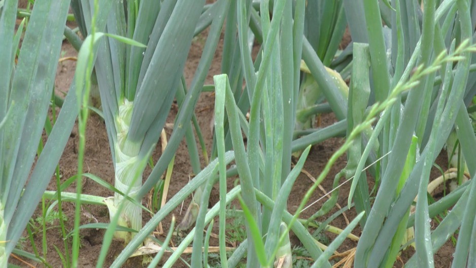 5 razloga zašto svaki dan treba jesti mladi luk