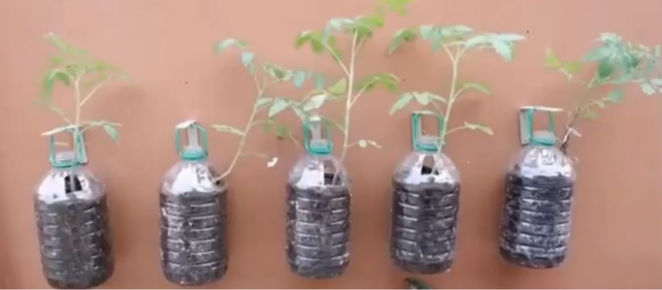 Paradajz posađen u plastične boce je novi hit: Nije potrebna bašta, uspeva na terasi, a održavanje je nikad lakše