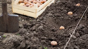 4 povrća koja se najlakše gaje na proleće: Posadite ga sada i za 20 dana imaćete plodove od kojih se može spremiti bezbroj jela