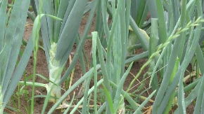 Pre nego što posadite luk potopite ga u ovaj napitak: Glavice će biti mesnate i krupne, a rod nikad bolji