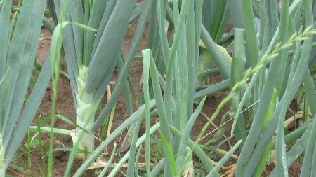 Pre nego što posadite luk potopite ga u ovaj napitak: Glavice će biti mesnate i krupne, a rod nikad bolji