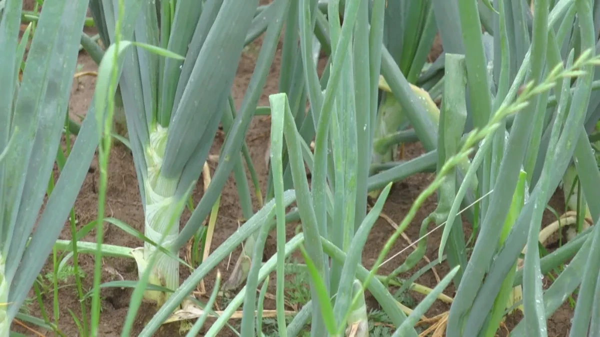 Pre nego što posadite luk potopite ga u ovaj napitak: Glavice će biti mesnate i krupne, a rod nikad bolji