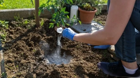 Sadnja u rovovima je jedini ispravan način za sadnju paradajza: Ovako posađen rađa od ranog leta do kasne jeseni bez bolesti i pucanja ploda