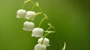 Koje cveće se unosi u kuću za Uskrs? Za ove 3 biljke se veruje da donose sreću, mir i blagostanje