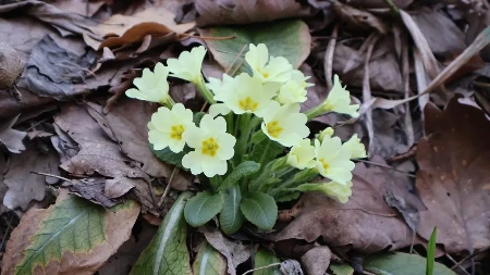ISKORISTITE POSLEDNJE DANE APRILA: Idealno je vreme za sadnju ovih biljaka, jedna "leči", čak, i slomljeno srce!