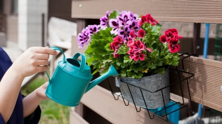 Kada je bolje zalivati cveće tokom vrućina, ujutru ili uveče? Samo ovo je pravilno