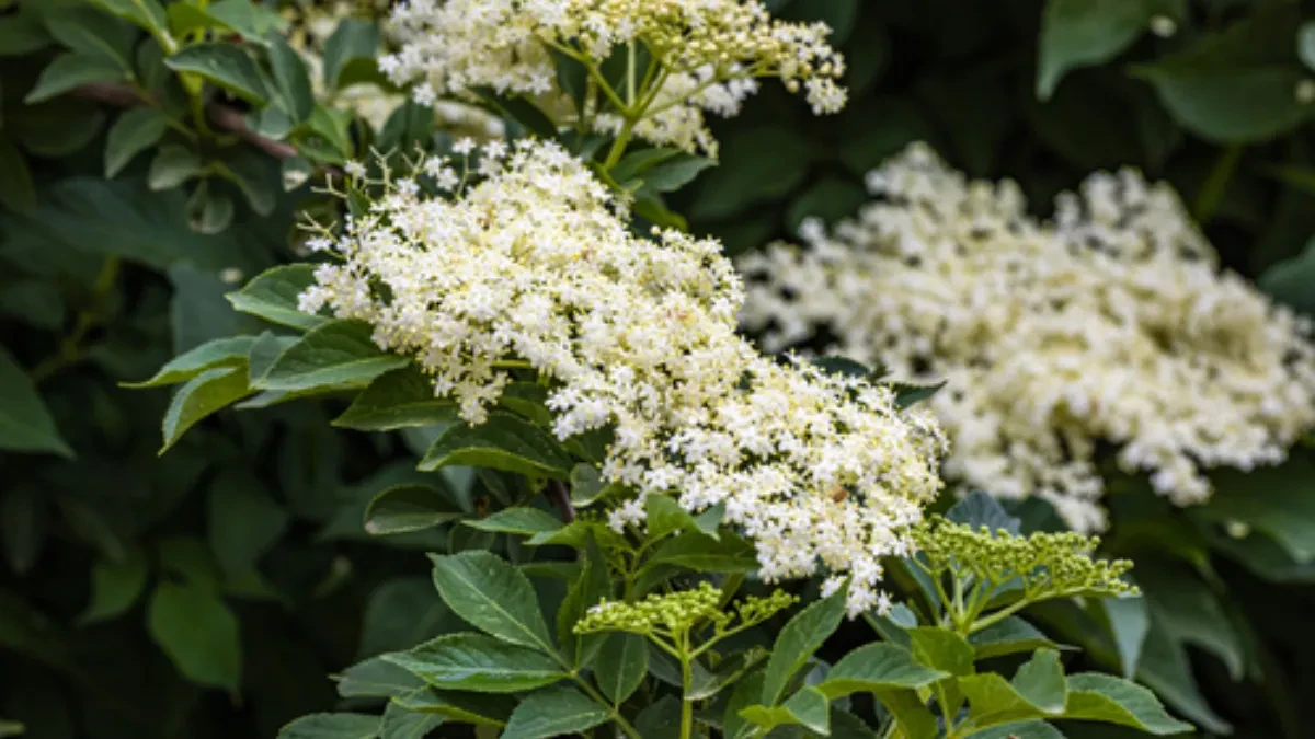 Zova samo što nije: Tri ključna znaka po kojima se razlikuje lekoviti cvet od otrovne dvojnice