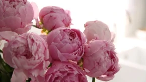 Cvet koji čuva kuću od zlih sila, cveta raskošno i do 15 godina