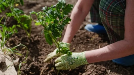 Pospite mrvicu ovog praha oko paradajza: Rodiće duplo više, a plodovi će biti krupniji i mesnatiji