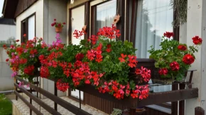 Cvetaće kao ludo do kasne jeseni: Ovo je najlepše cveće za terasu koje je praktično neuništivo