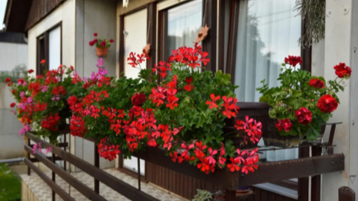 Cvetaće kao ludo do kasne jeseni: Ovo je najlepše cveće za terasu koje je praktično neuništivo