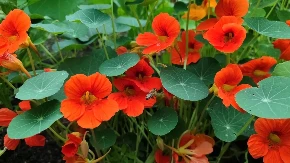 8 valjanih razloga zašto bi svako od nas trebalo da gaji Dragoljuba u dvorištu, a pogotovo u bašti