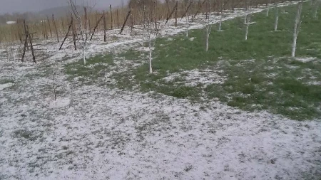 Tuklo je dugo, u voćnjak kad smo došli zatekao nas haos: Jak i krupan grad pogodio sela kod Prijepolja, ogromne štete na malinama 