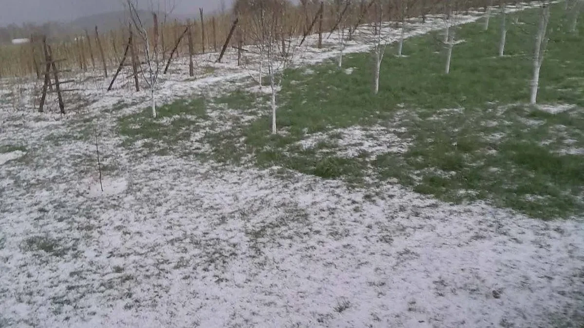 Tuklo je dugo, u voćnjak kad smo došli zatekao nas haos: Jak i krupan grad pogodio sela kod Prijepolja, ogromne štete na malinama 