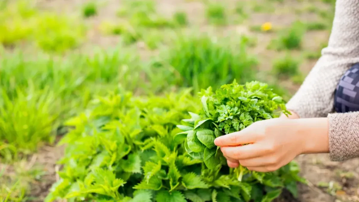 Do Đurđevdana obavezno unesite ovu biljku u kuću: Tera baksuz i privlači novac