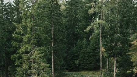 Ako danas vidite ovu životinju ispred kuće, spremajte se za velike pare: Staro verovanje koje se uvek ispunjava