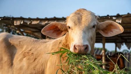 KRAVA POBEGLA IZ KLANICE, TRAŽI JE I POLICIJA! Ogromna potraga u toku, podignuti dronovi i termovizijske kamere