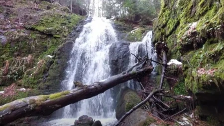 POGLEDAJTE OVU SKRIVENU LEPOTICU STARE PLANINE: Vodopad u ambijentu prašume, melem za uši i odmor (VIDEO)