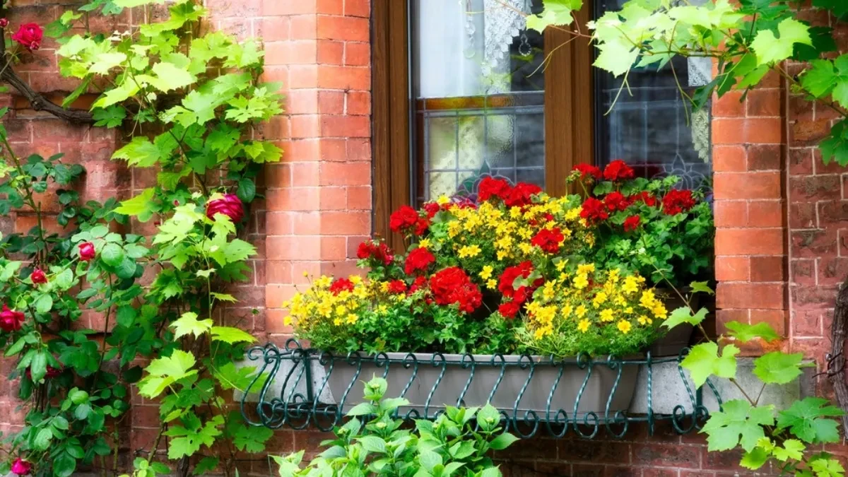 Malo koja domaćica zna kako se pravilno zalivaju muškatle! Samo ovako će najlepše da cvetaju