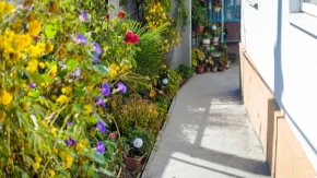 Košta jedva 30 dinara, a čini čuda: Moćni rastvor posle kog sobne i dvorišne biljke polude od cvetanja