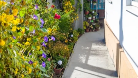 Četiri najgora mesta gde možete da posadite žbunje: Važni saveti baštovana spasiće vas problema