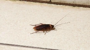 OD OVOG SREDSTVA BUBAŠVABE BEŽE KAO ĐAVO OD KRSTA! Ne sadrži HEMIJU, a kad ga POJEDU SLEDI IM PAKAO