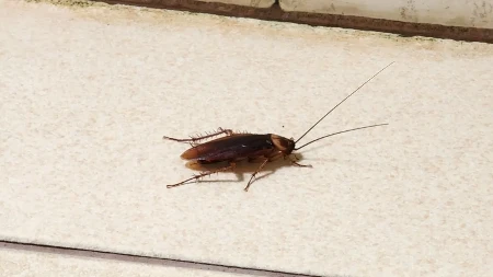 OD OVOG SREDSTVA BUBAŠVABE BEŽE KAO ĐAVO OD KRSTA! Ne sadrži HEMIJU, a kad ga POJEDU SLEDI IM PAKAO