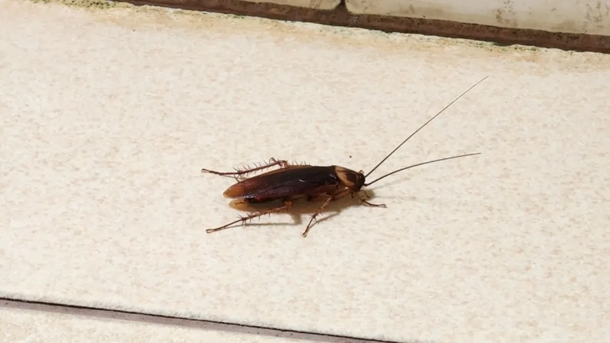 OD OVOG SREDSTVA BUBAŠVABE BEŽE KAO ĐAVO OD KRSTA! Ne sadrži HEMIJU, a kad ga POJEDU SLEDI IM PAKAO