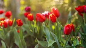 Cveće koje treba da imamo u kući za Uskrs: Doneće mir i radost celoj porodici