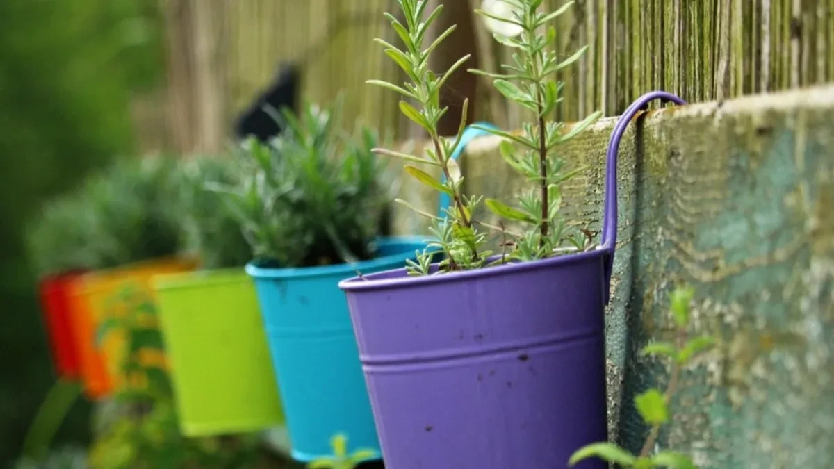 Ako na ovaj način zasadite drvo u saksiji na vašoj terasi dobićete ukusne plodove kao iz bašte