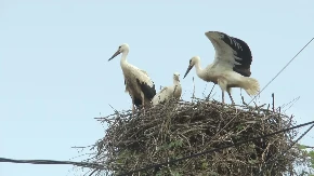 Omiljeni gosti stigli na banderu: Rode se i ovog proleća vratile u Čačak, mališani iz Beljine ih obožavaju (FOTO)