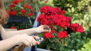 Muškatle će ludo bujati do kasne jeseni: Samo dodajte ovo u vodu za zalivanje