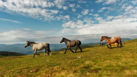 Pet dana kroz Staru planinu bez asfalta: Putopis kroz najdivljiji ugao Srbije koji većina putnika nikad ne vidi