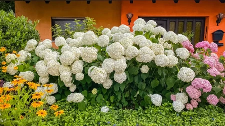Kako TALOG OD KAFE pomaže hortenzijama? Prirodno đubrivo koje pomaže da se stvara more novih izdanaka